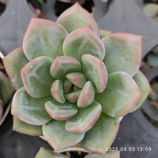 ZZA266 ホワイトナイト（白夜）(5.5cm pot)