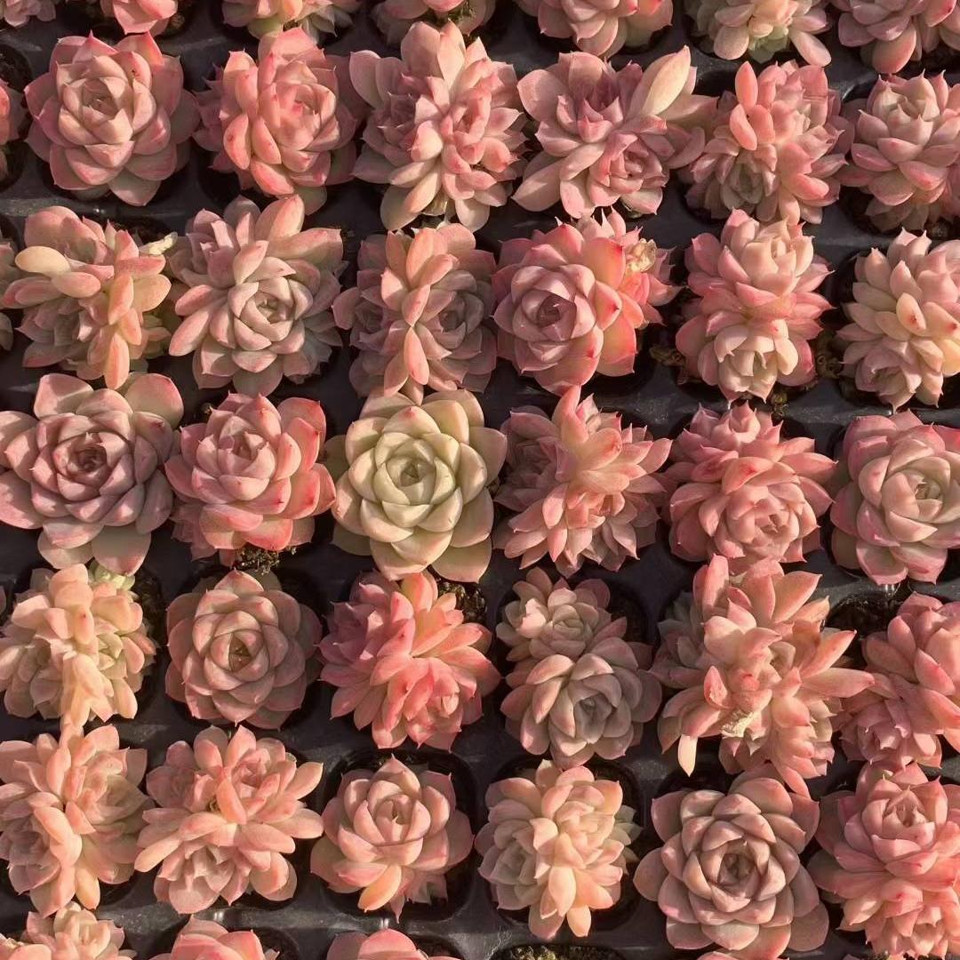 23455 クイーンオブピーチ（3cm pot）（ポット苗）