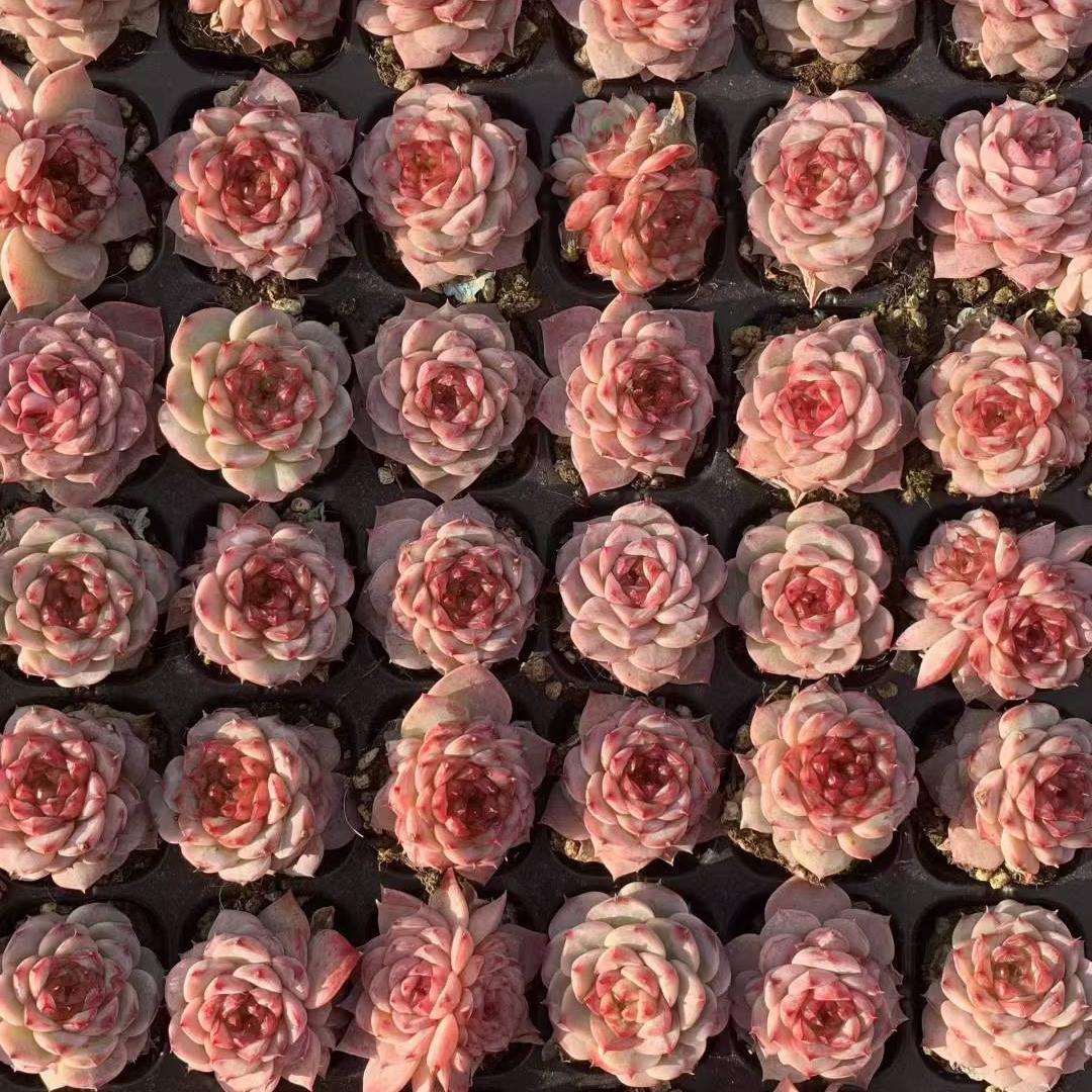 23442 レッドベルベット（3cm pot）（ポット苗）