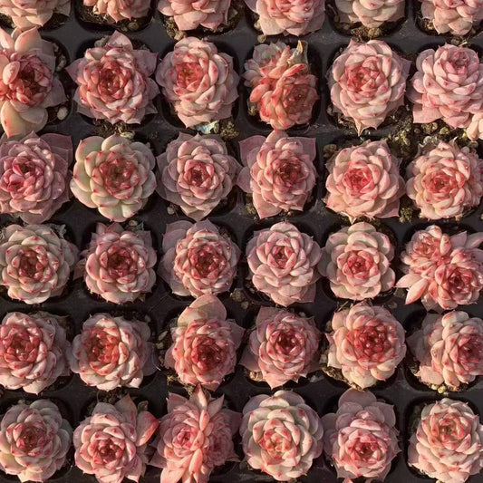 23442 レッドベルベット（3cm pot）（ポット苗）