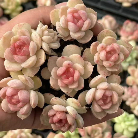 23480 ドリームワールド（3cm pot）