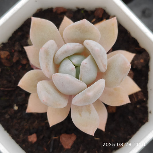 YBB250 ドリームスノー（7cm pot）
