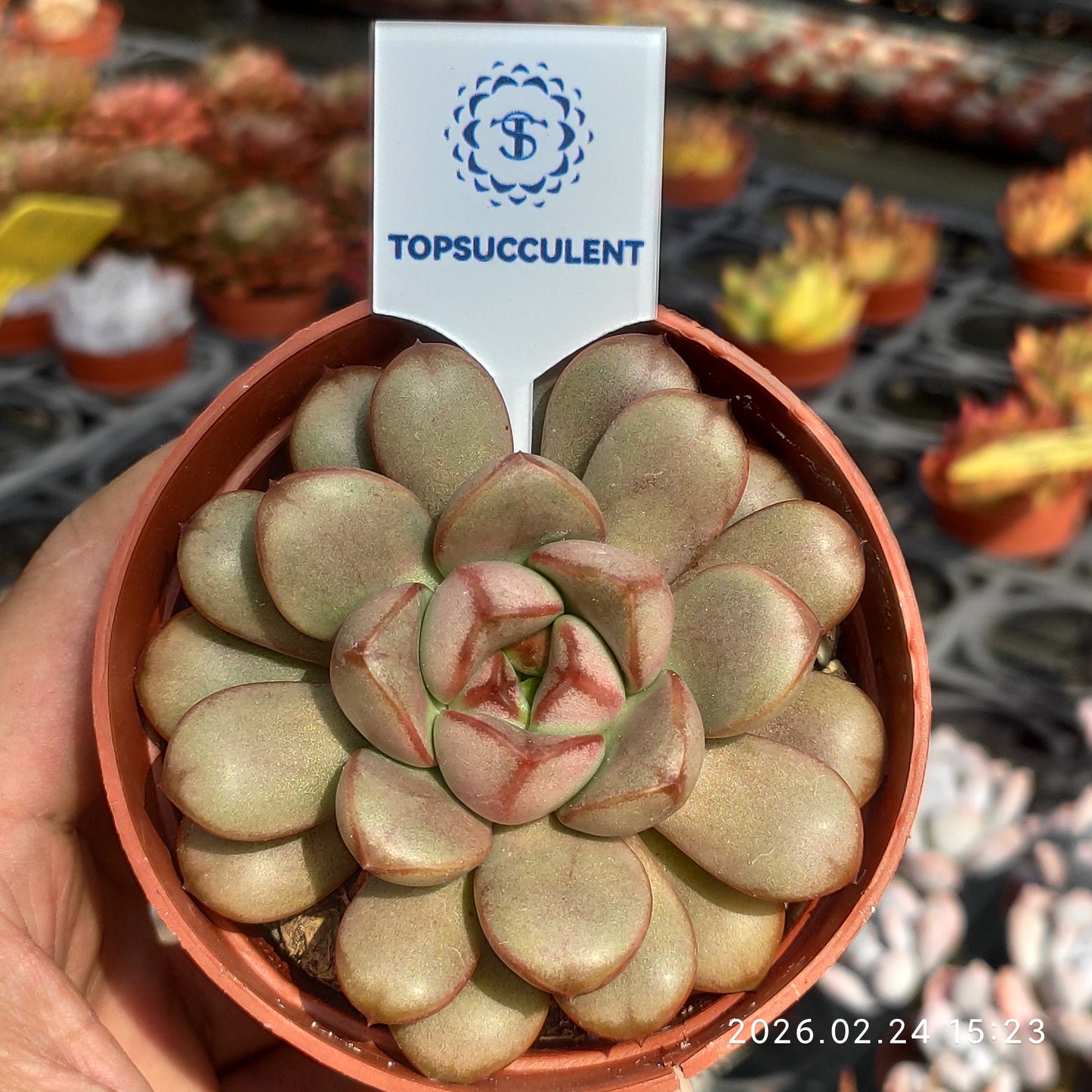 14529 アメトルム