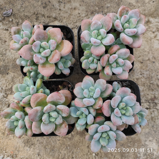 ZZA076 レジェンド（7cm pot）