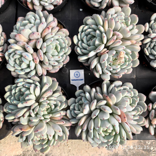 23681 ベヨント（9cm pot）