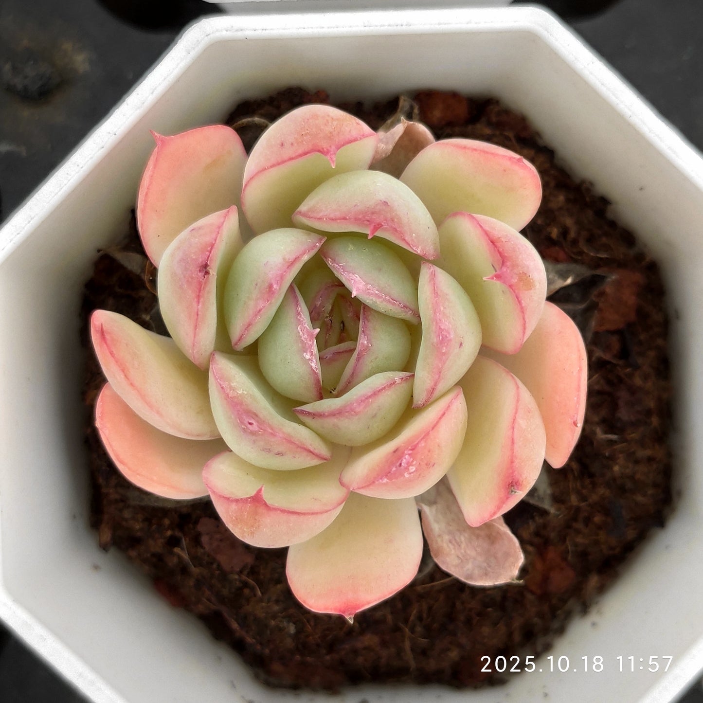 YBB053 ストロベリーアイス(7cm pot)