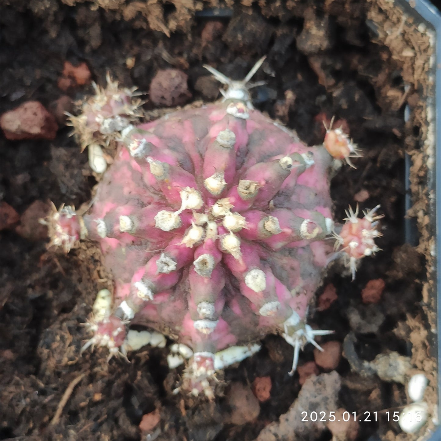 ZL025  ギムノカリキウム・ミハノビッチ T-LUX（6cm pot）