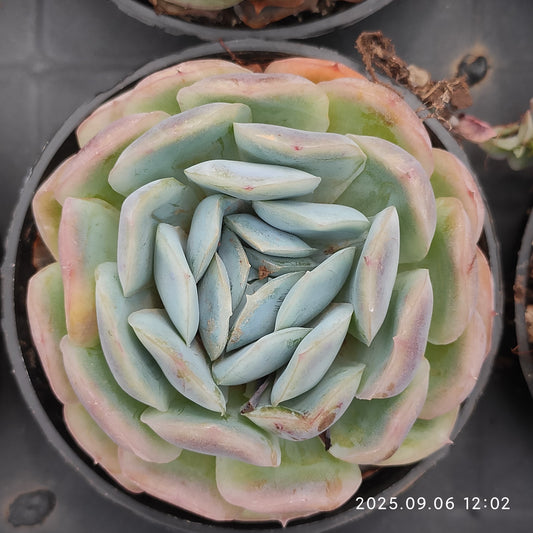 RC163 ポトシナ（9cm pot）