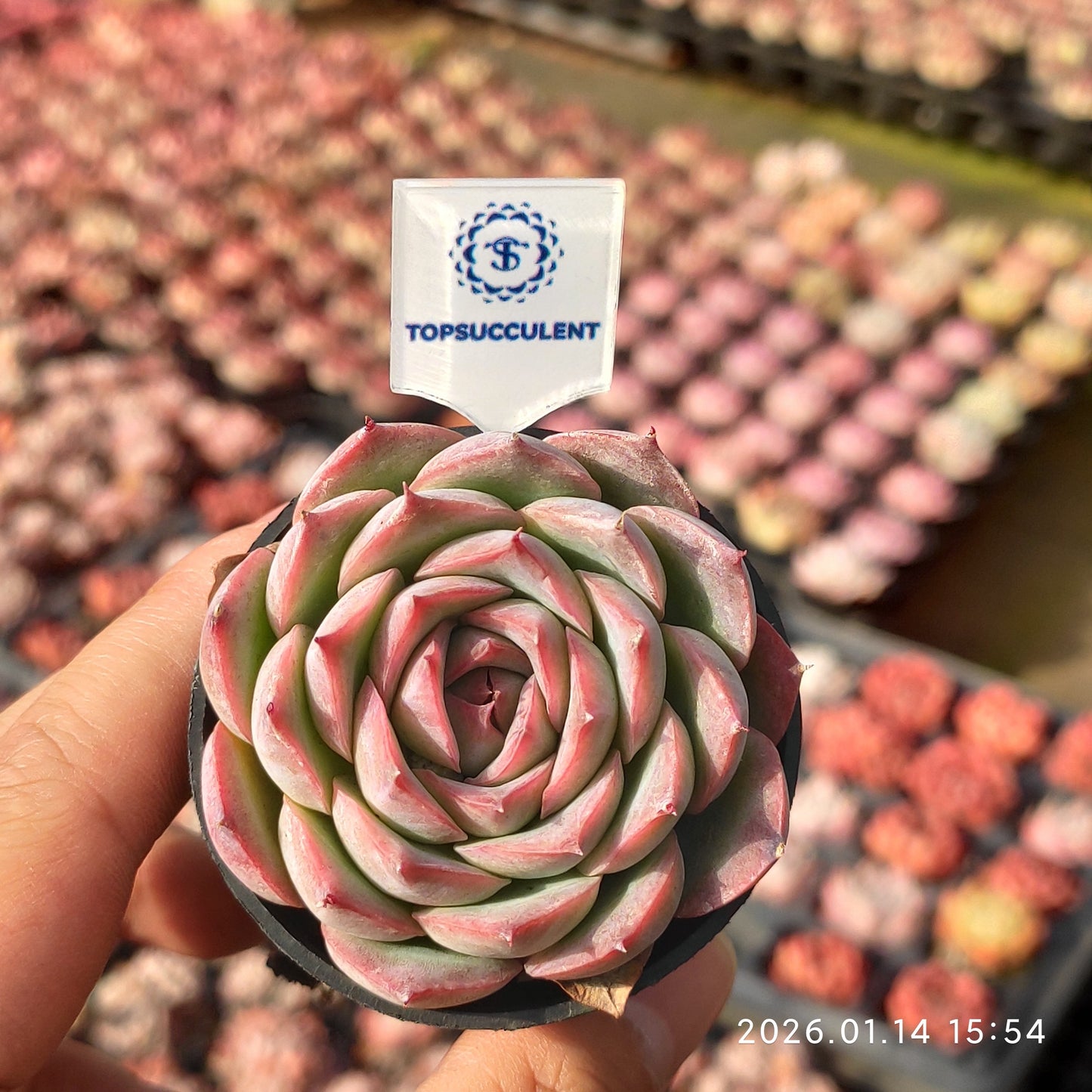 50179 シルエット