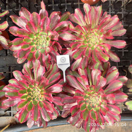 23322 レッド　ベルベット（18cm pot）