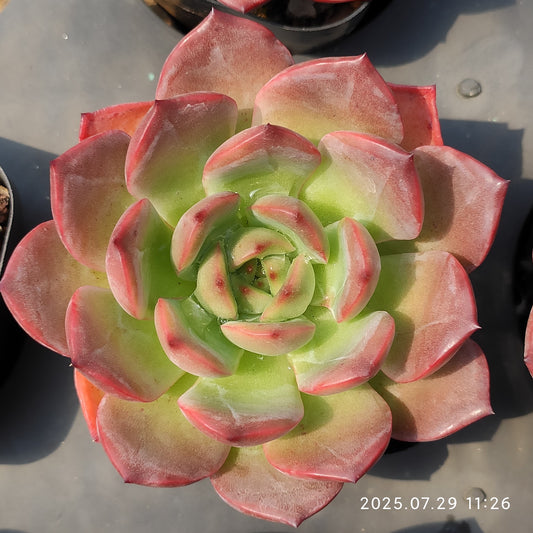 ZZA214 とグリーンピンク（7cm pot）