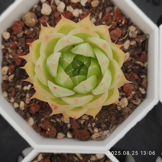 WWA363 シャンペーン Hyb（7cm pot）