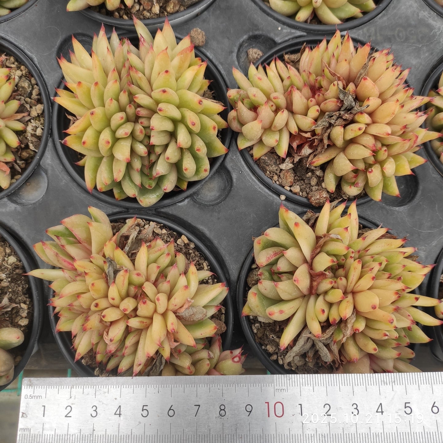 MMY1058 アイクソウル錦綴化(9cm pot)