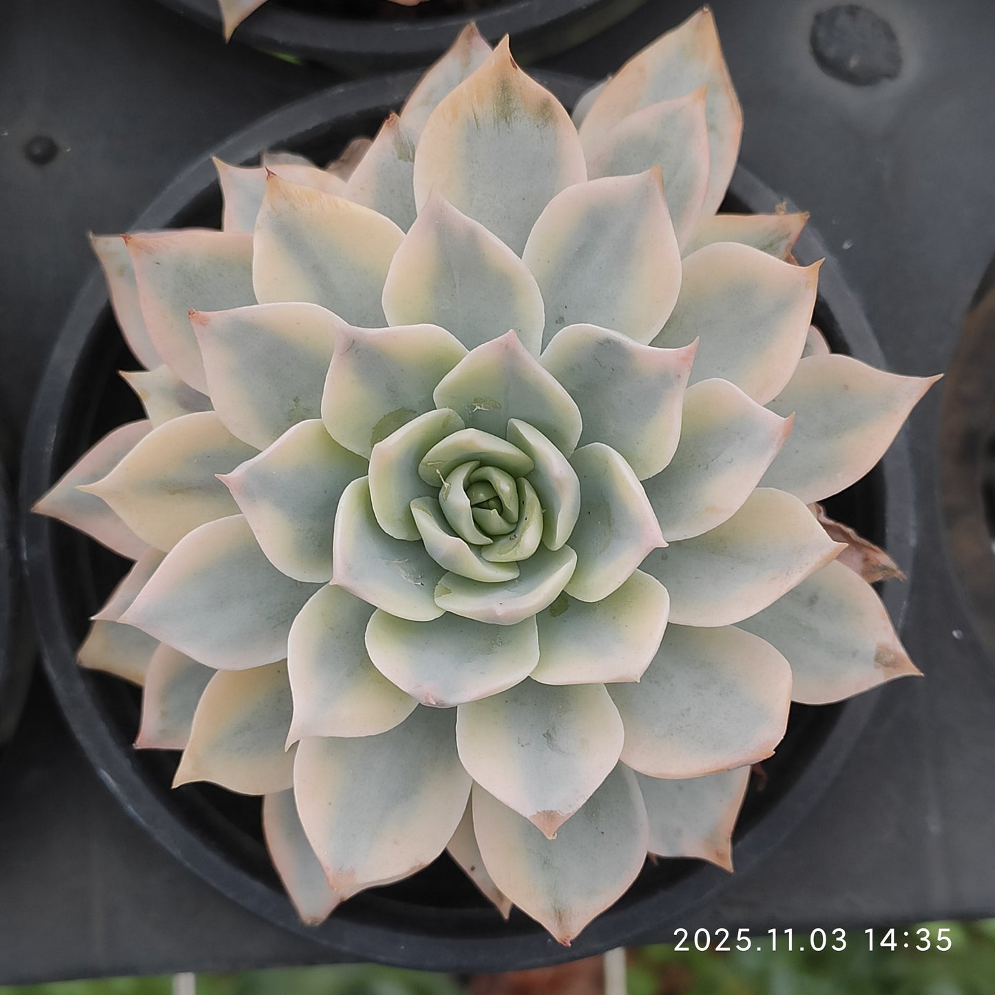 2336 サブセシリス錦（11cm pot）
