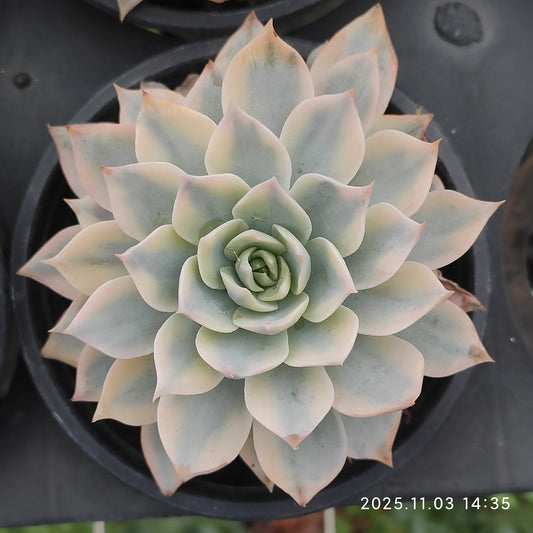 2336 サブセシリス錦（11cm pot）