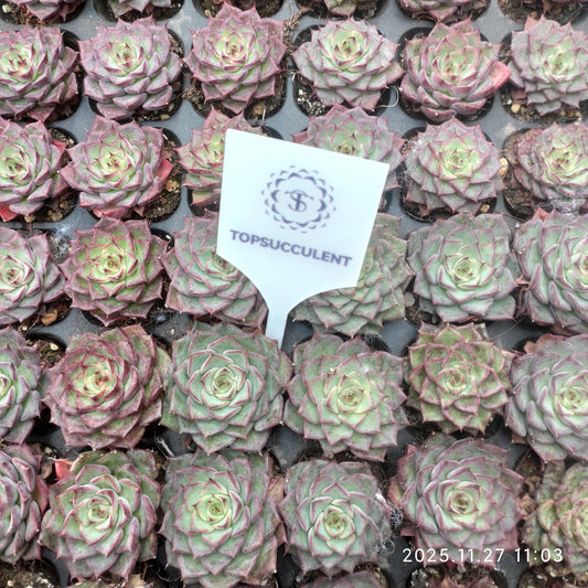 20366 アングリー　バード（3cm pot）（ポット苗）