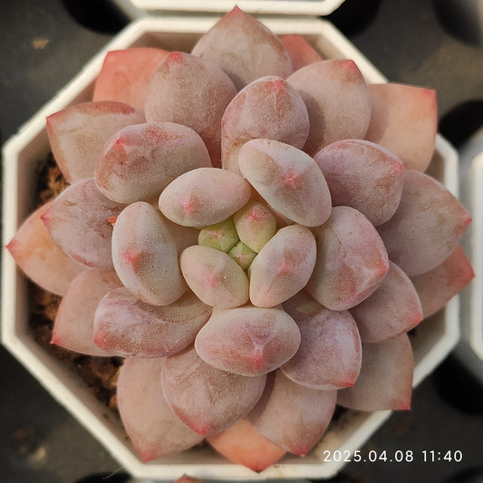 WWA209 ベービー　ドリーム (7cm pot)