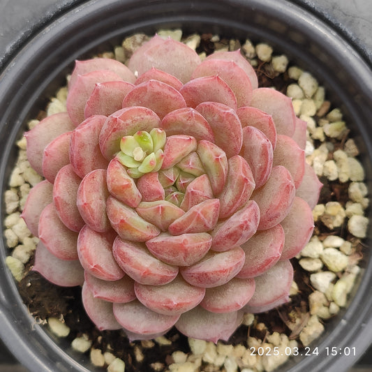 MMY1116 ゴールドスピンク(9cm pot)