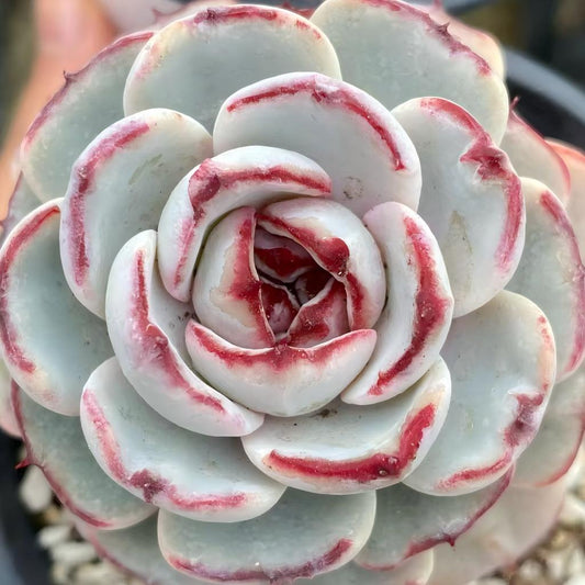 23801 レース（9cm pot）