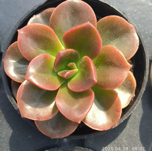 JC134 チョコレート（50cm pot）
