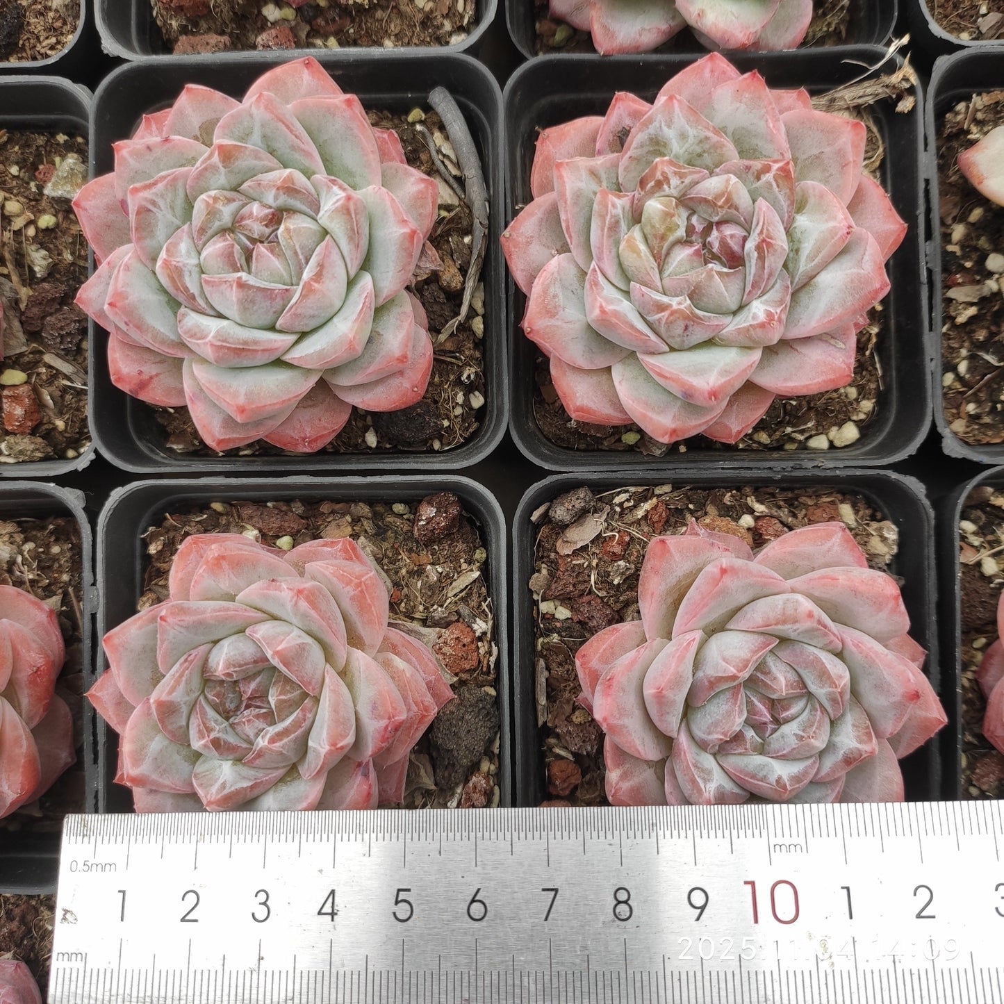 19871 ダイアモンド　ジェニーHyb（7cm pot）