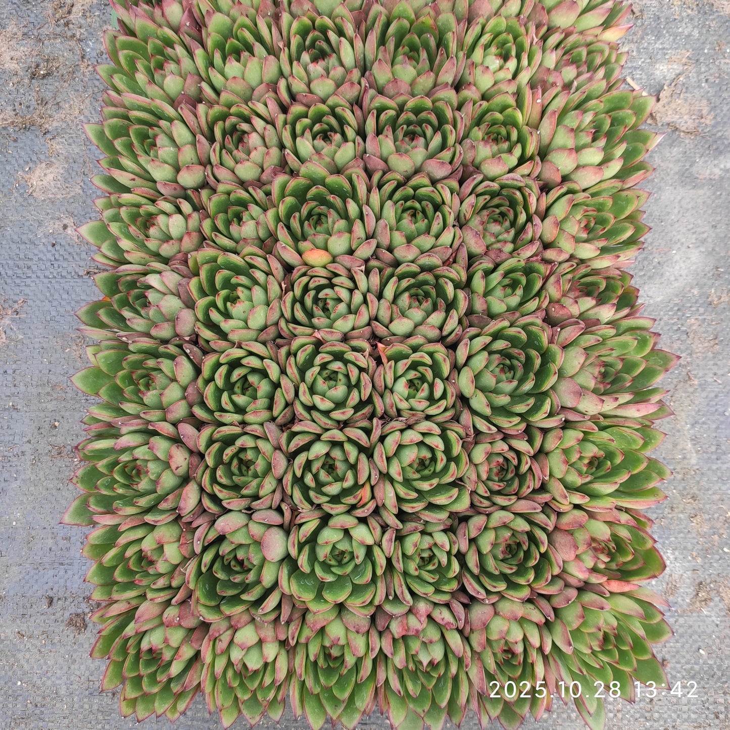 22201  テンプトレス（3cm pot）（ポット苗）