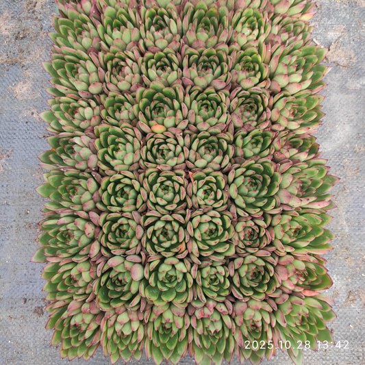 22201  テンプトレス（3cm pot）（ポット苗）