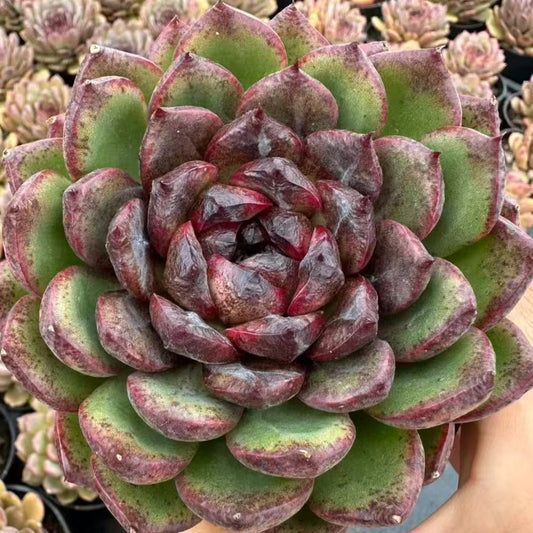 QNY159 キャンディー　チョクロット（10cm pot）