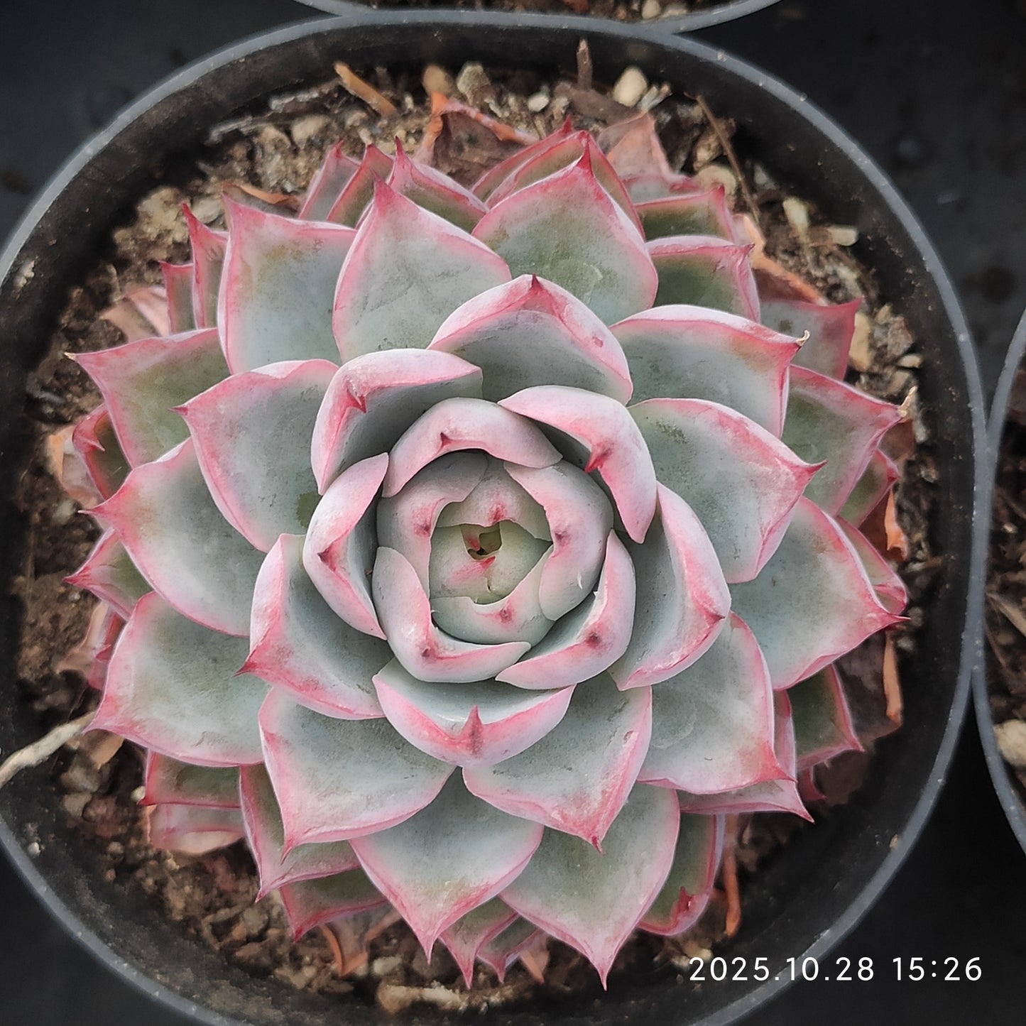 XY110 ピンクメモリー (8cm pot)