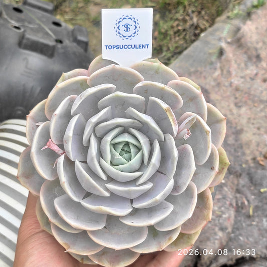 15586 ブルーサプライズ