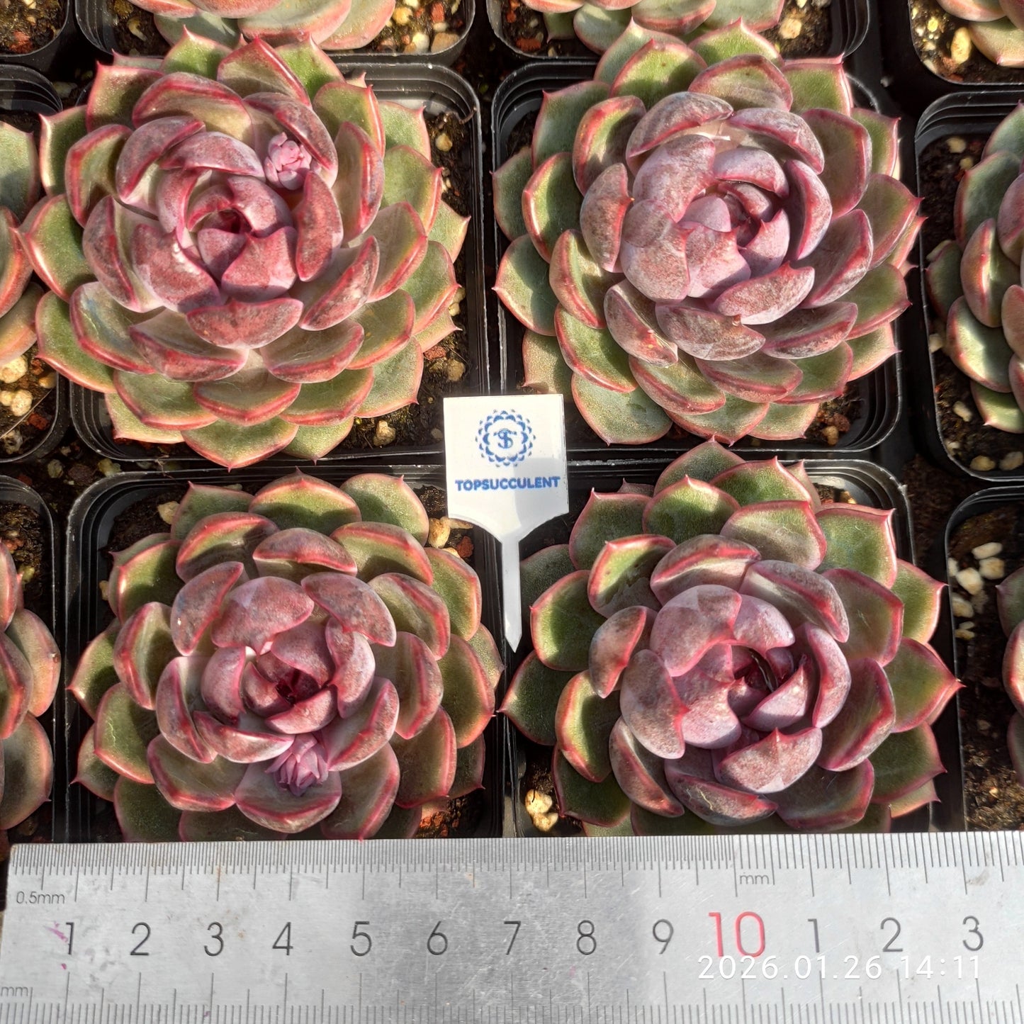 21792 チーズブルーベリー