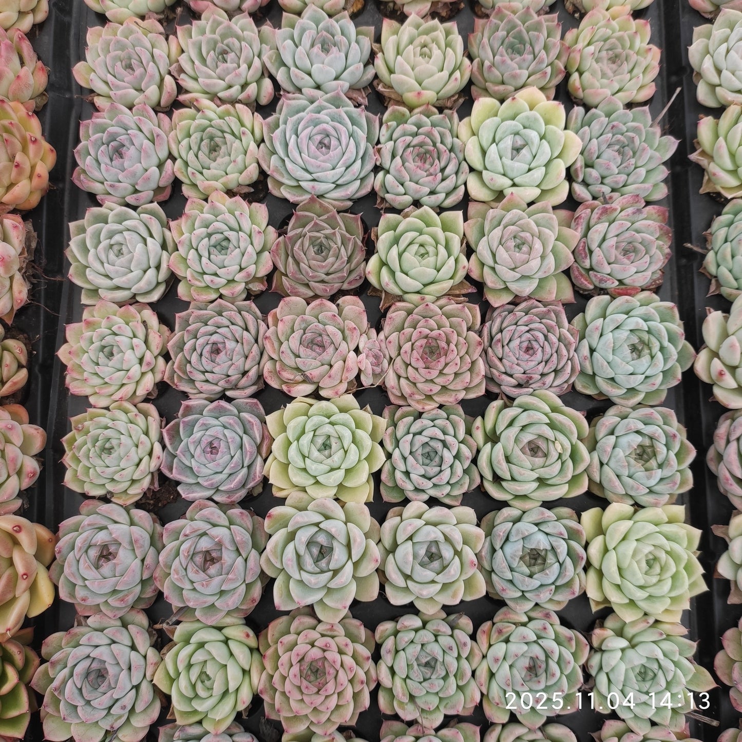 22292  マルガンhyb（3cm pot）（ポット苗）