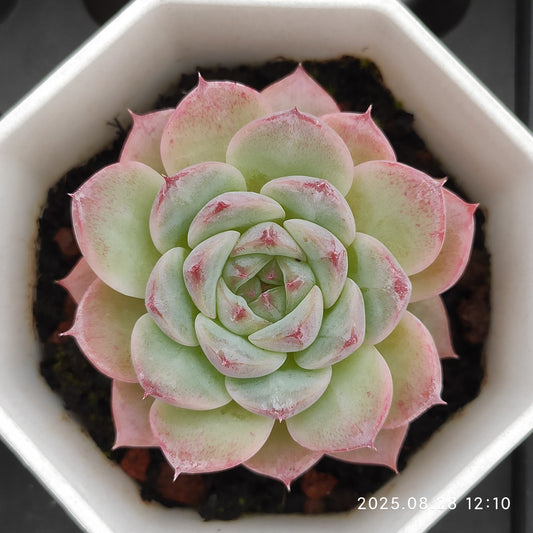 YBB090 レッドベルベット(7cm pot)