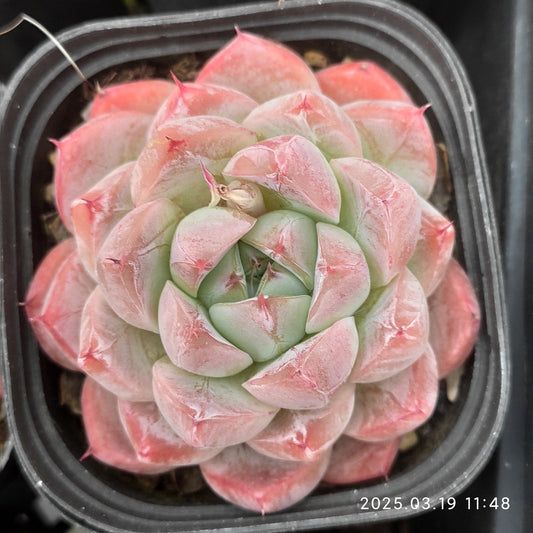 QN360 アルバビューティー(6.5cm pot)