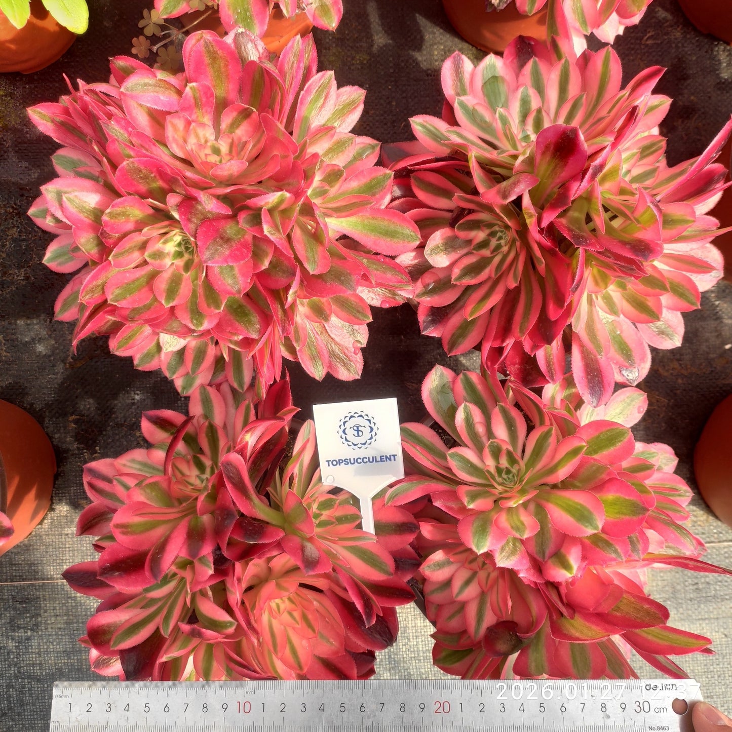 25475 アエオニウム　ウィッチ