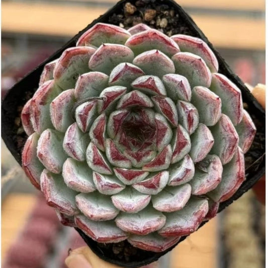QNY139 サンフラワー　マニュアル（7cm pot）