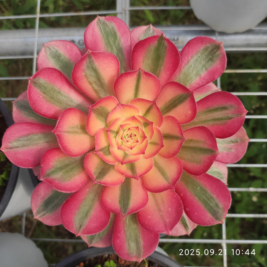 YS268 アエオニウム ライチー（17cm pot）