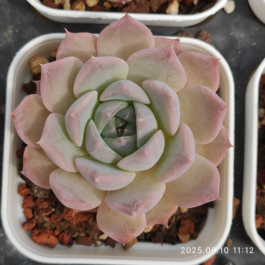 HG019 マルガン x マドンナ（7cm pot）
