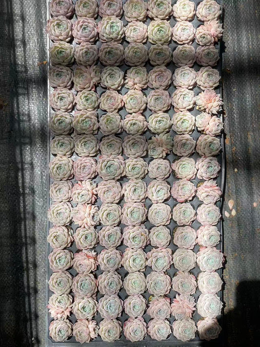 22139 ポセイドン