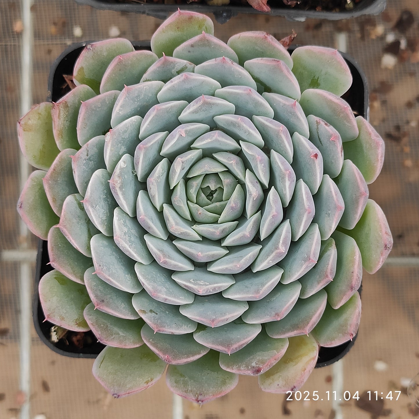 22279 トゥクスパン（7cm pot）