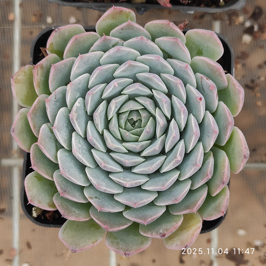 22279 トゥクスパン（7cm pot）