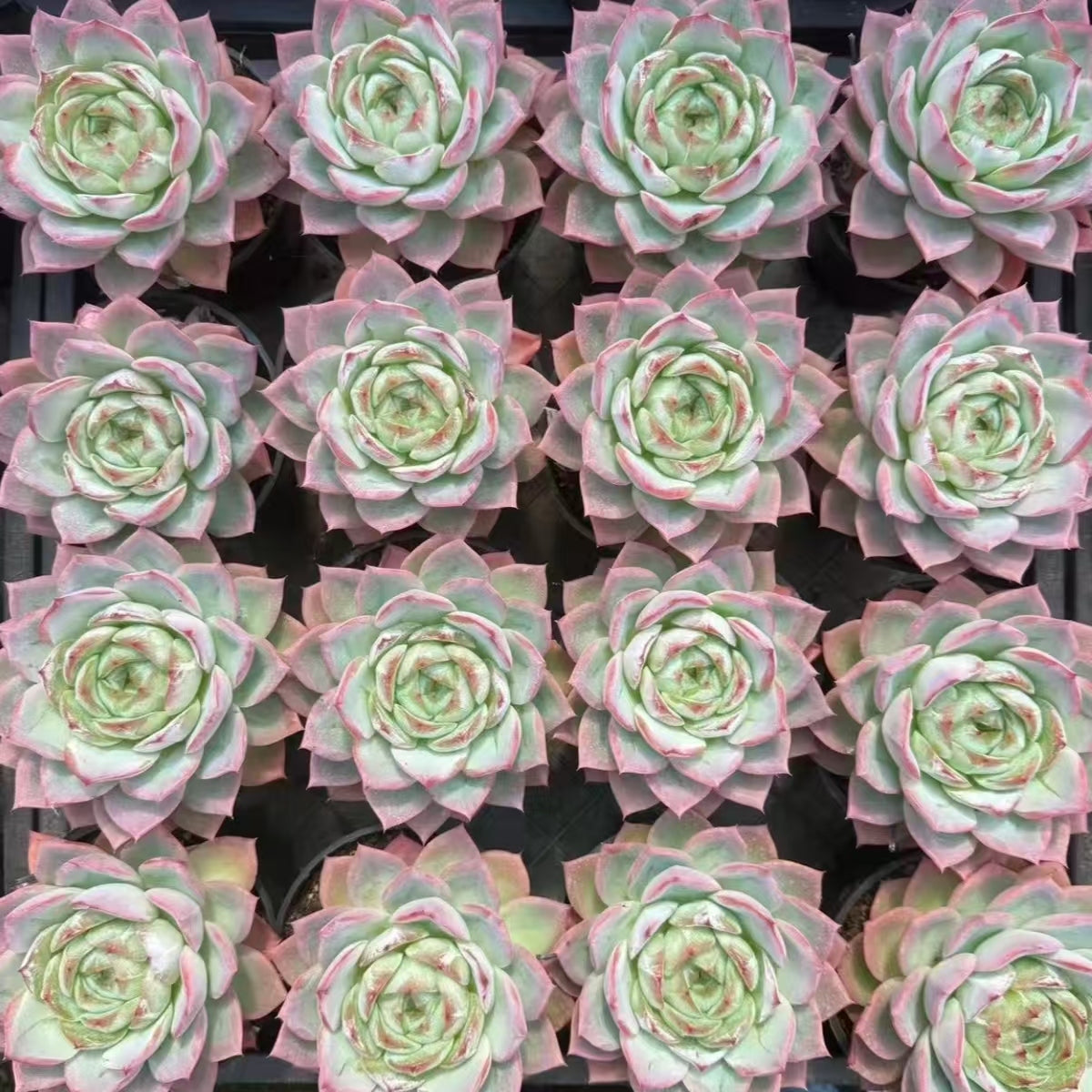 21475 インク　アイス（10cm pot）