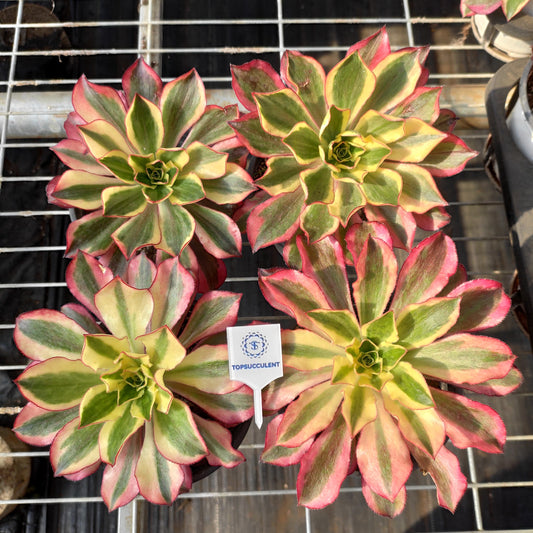 11654 アエオニウム　ファントム