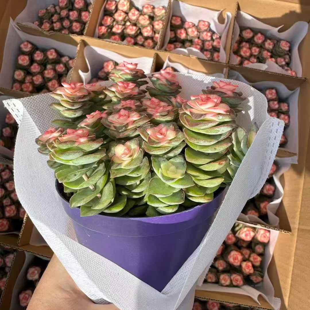 261221 星の王子薬錦