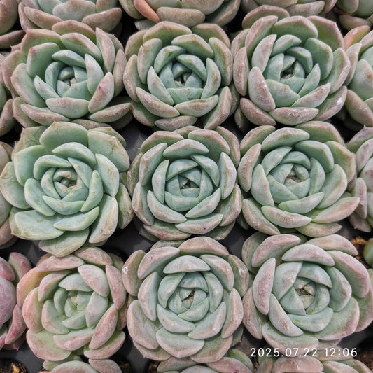 RC073 ピュアラブ（3cm pot）
