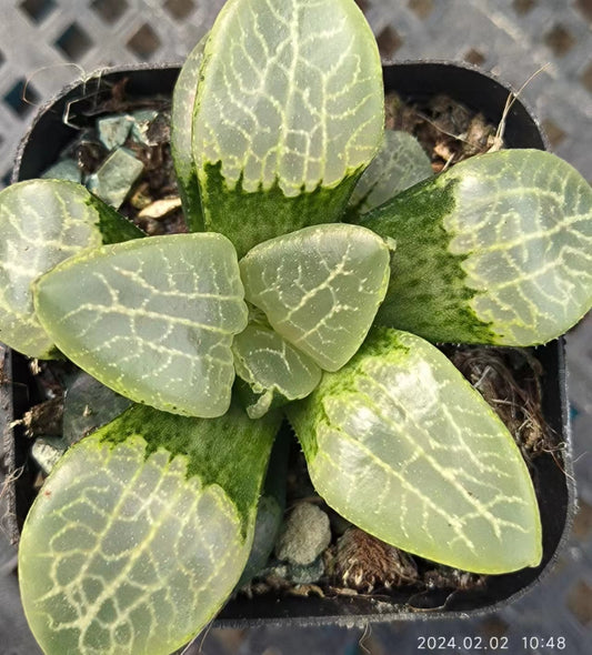 1373 太 網 フトアミ（6.5cm pot）