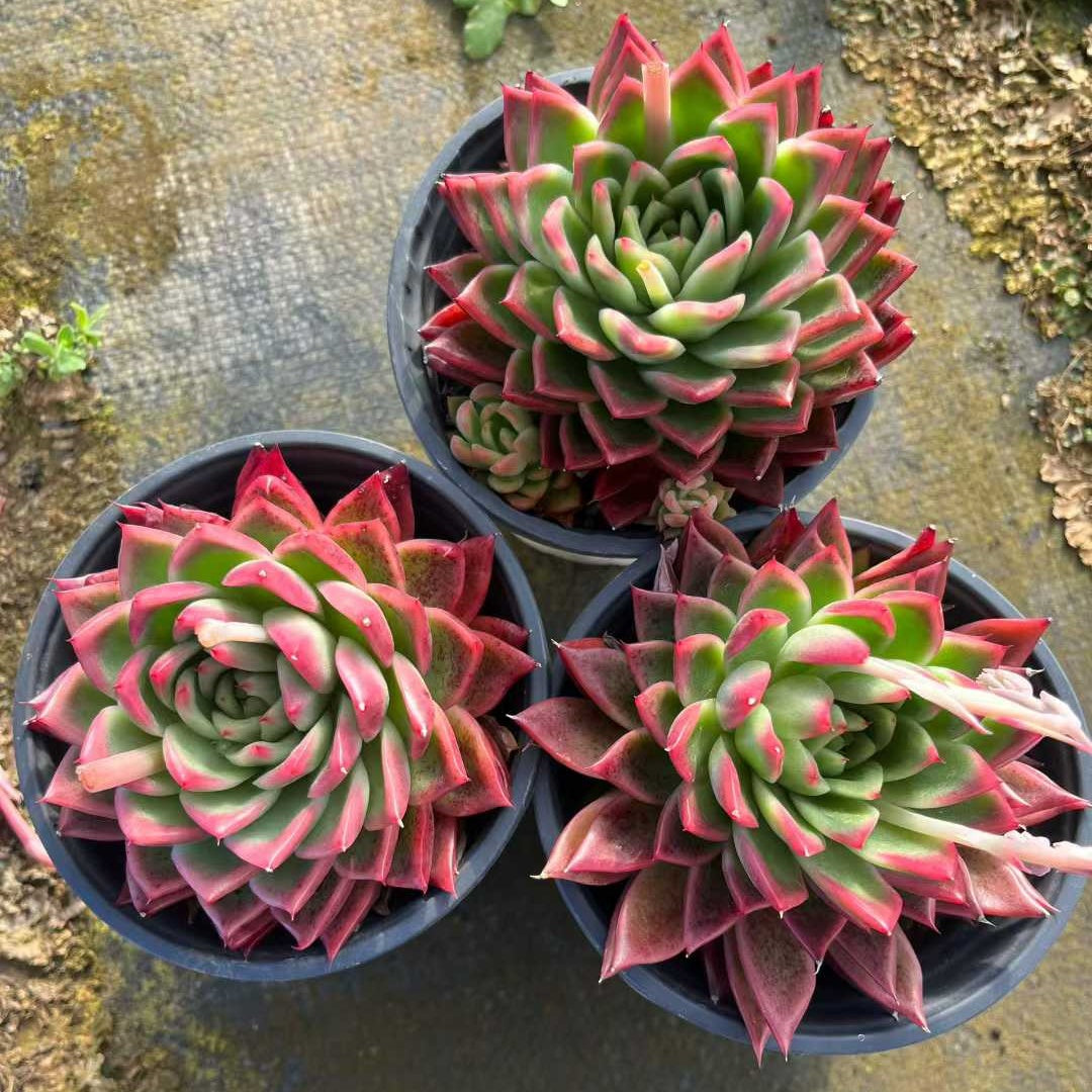 26186 レッド　アガボイデスHyb