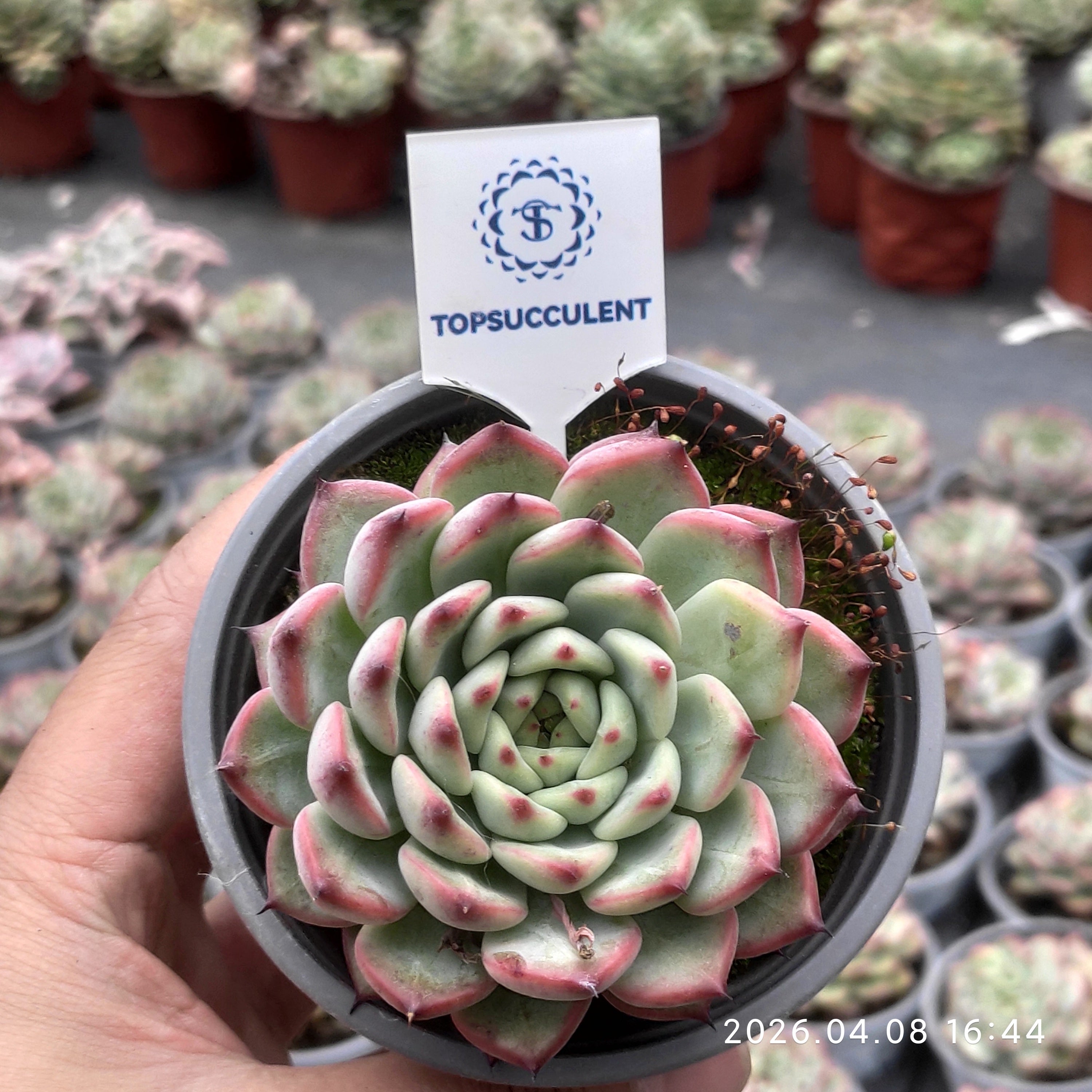 商品一覧 – Top Succulent®
