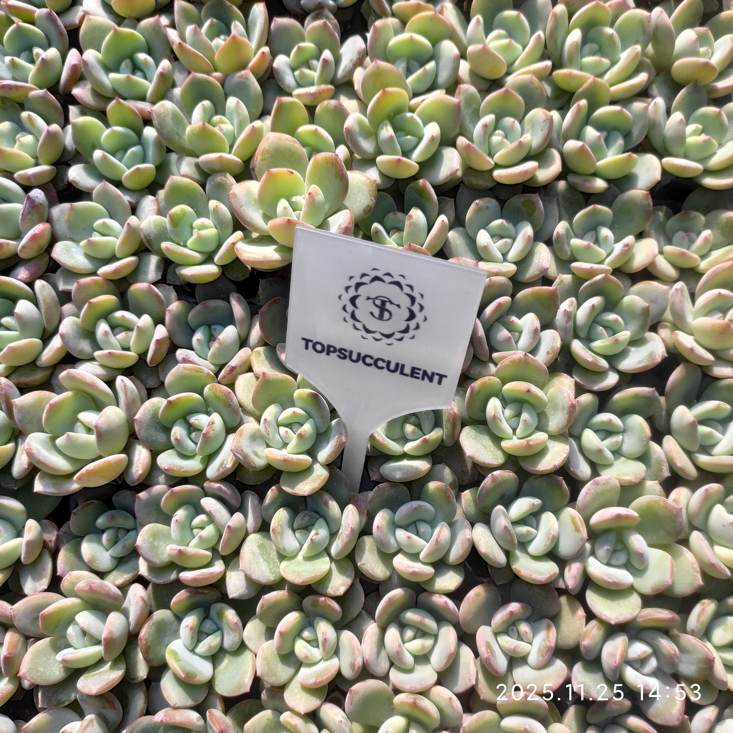 220601 ブレランド（3cm pot）（ポット苗）