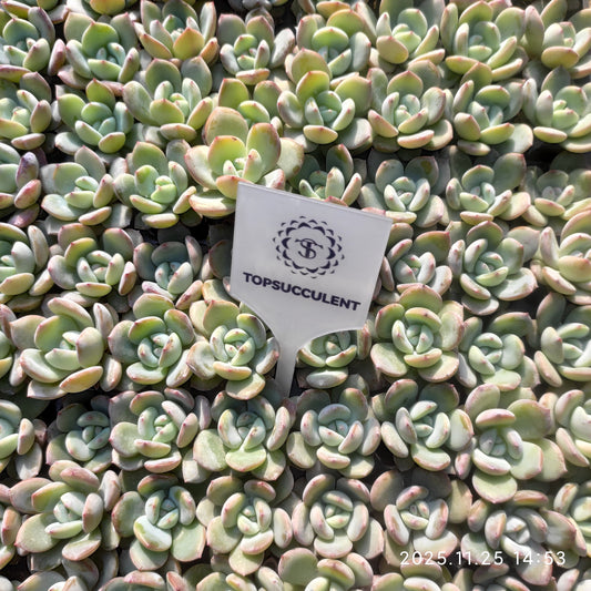 220601 ブレランド（3cm pot）（ポット苗）